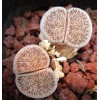 C302 - seed